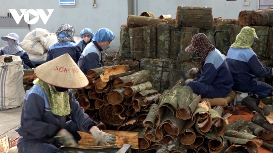 India is main market for Vietnamese cinnamon exports